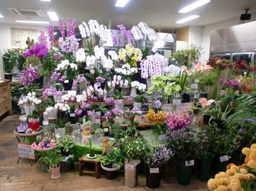 秋の花贈りにふさわしい鉢物入荷中です 花屋ブログ 富山県黒部市の花屋 花水木にフラワーギフトはお任せください 当店は 安心と信頼の花キューピット加盟店です 花キューピットタウン