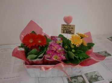 フラワーバレンタイン鉢物｜「花水木」　（富山県黒部市の花キューピット加盟店 花屋）のブログ