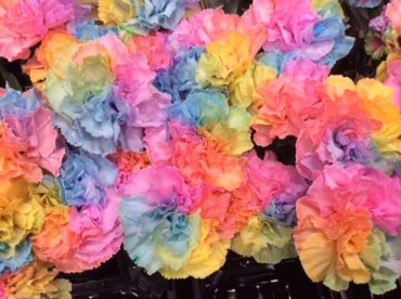 ２月も最終週　＜感謝の花ことばの花たち＞｜「花水木」　（富山県黒部市の花キューピット加盟店 花屋）のブログ